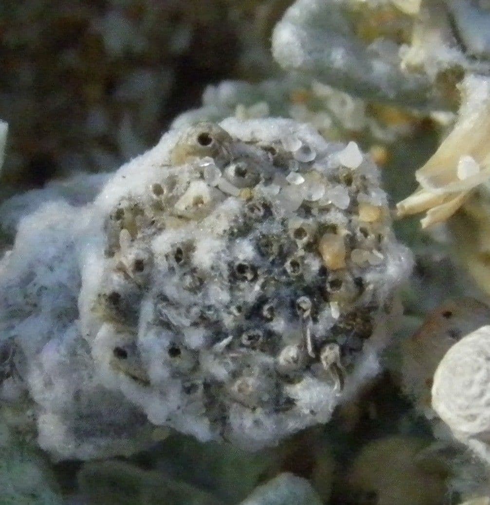 Achillea marittima 3