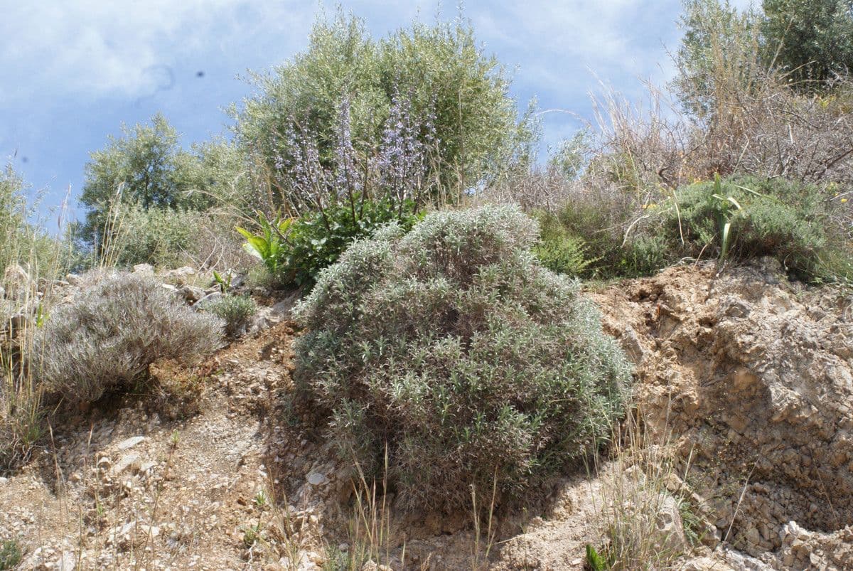 Lithodora 6