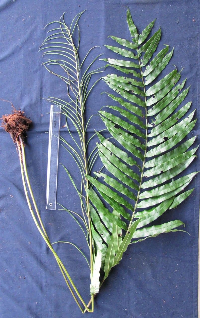 Blechnum 10
