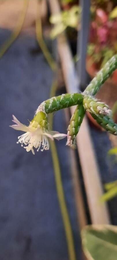 Rhipsalis 7