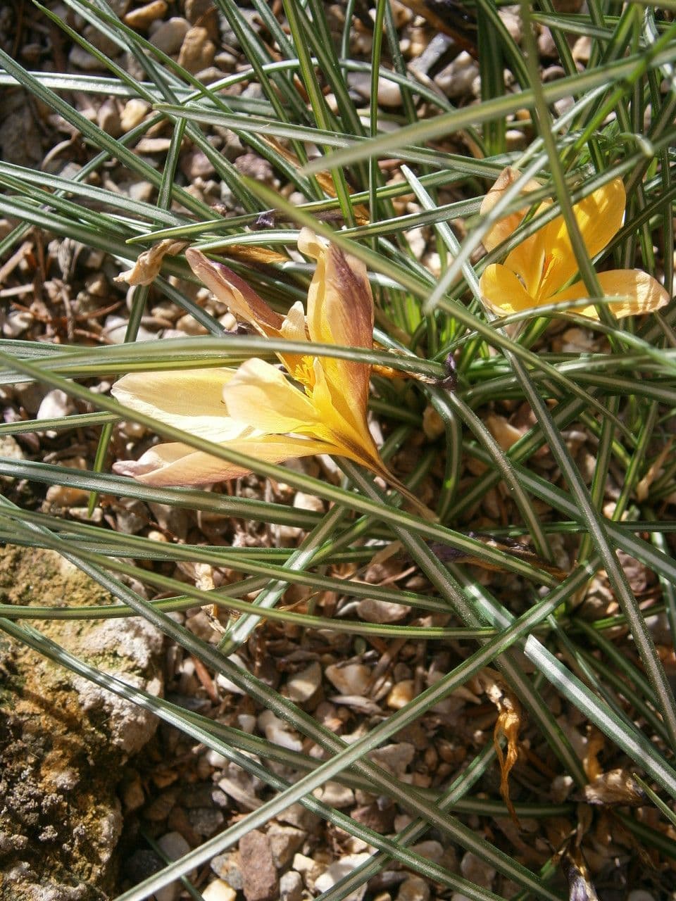 Zafferano 7