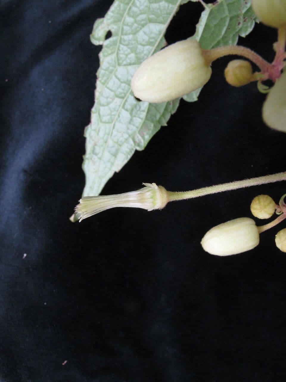 Clematis 6