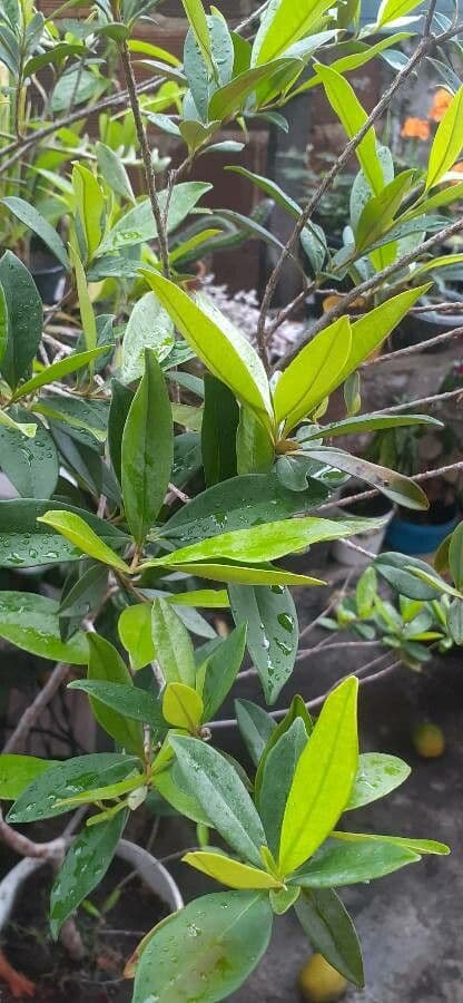 Eugenia 14
