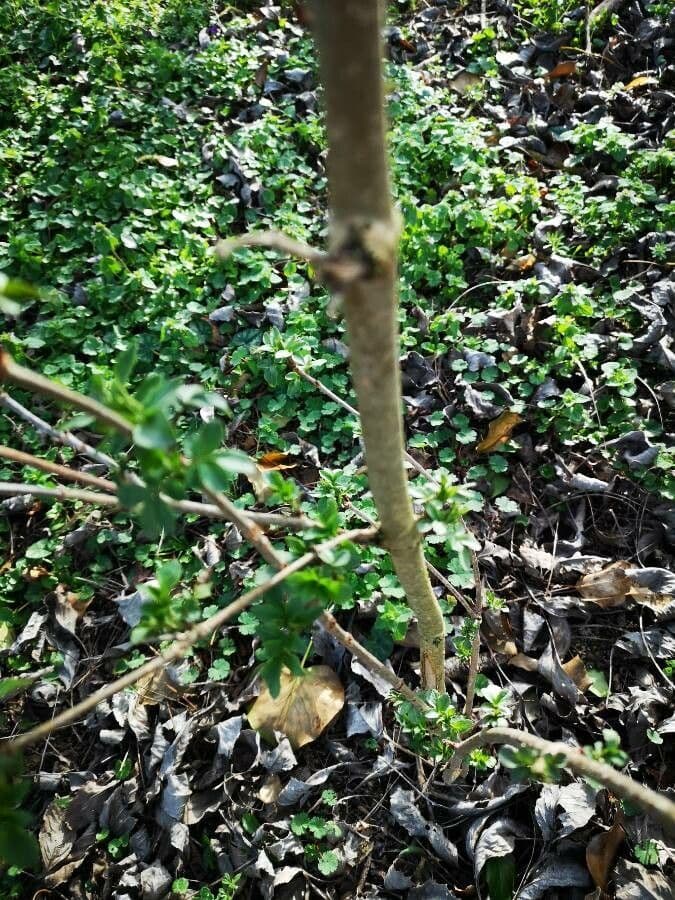 Ceanoto arboreo 24