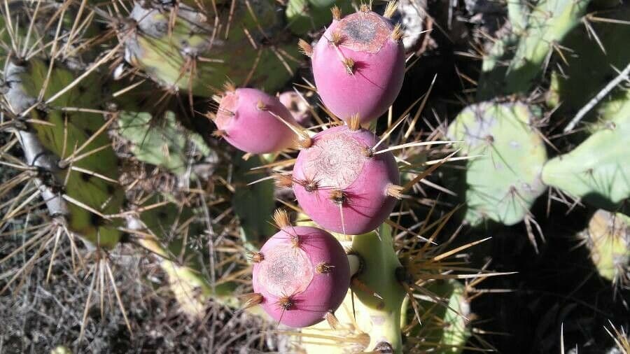 Erect prickly-pear
