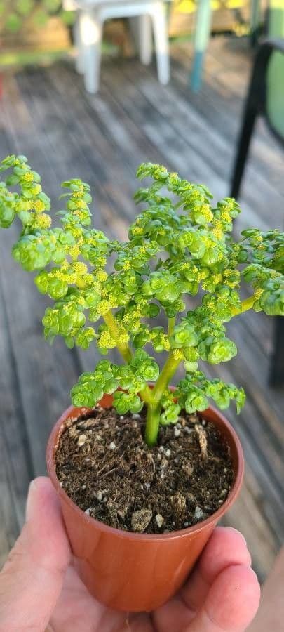 Pilea microphylla