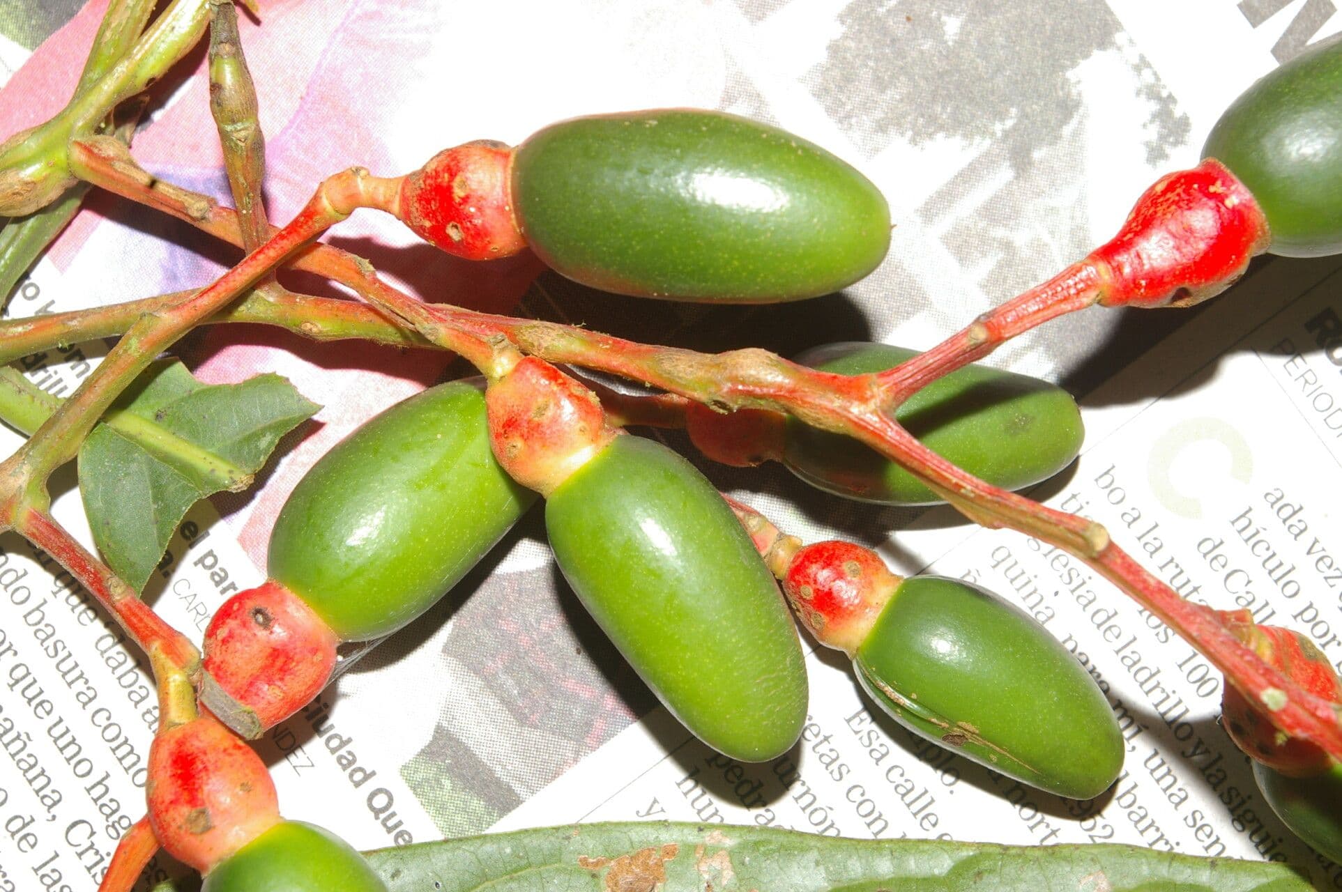 Ocotea atirrensis 2