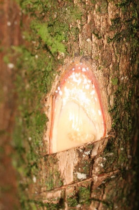 Pouteria