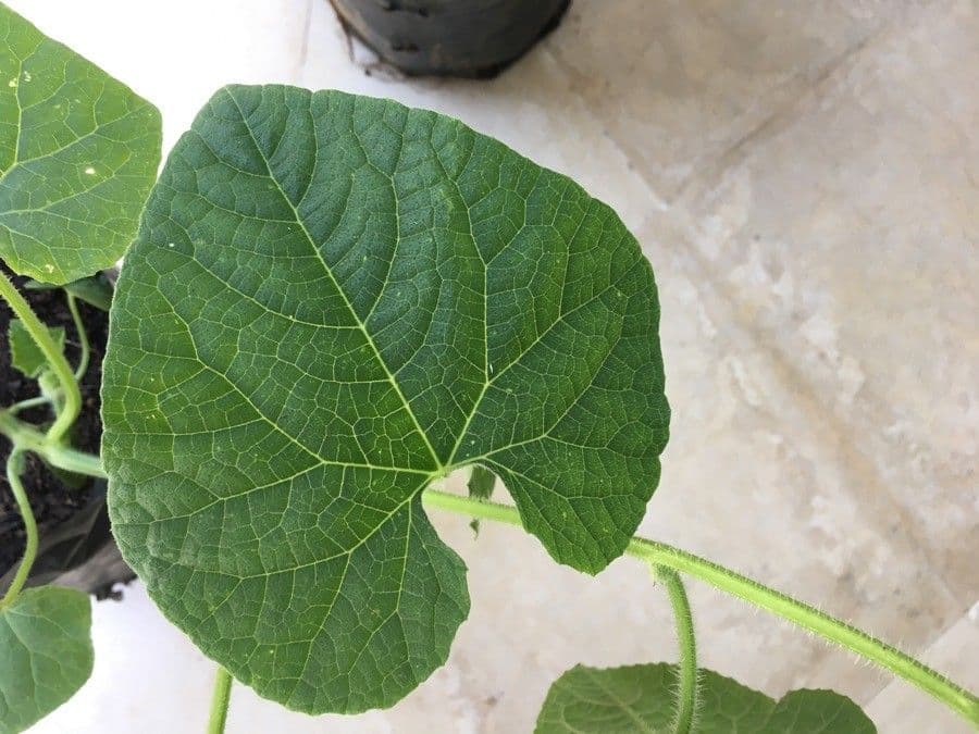 Kiwano 7