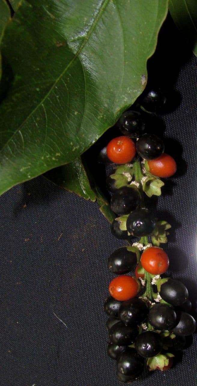 Citharexylum 2