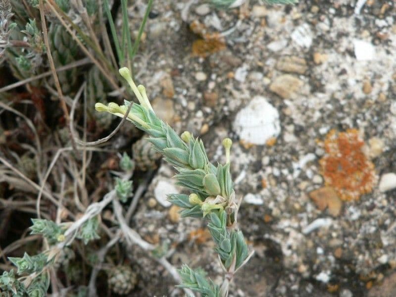 Crocianto marittimo 9