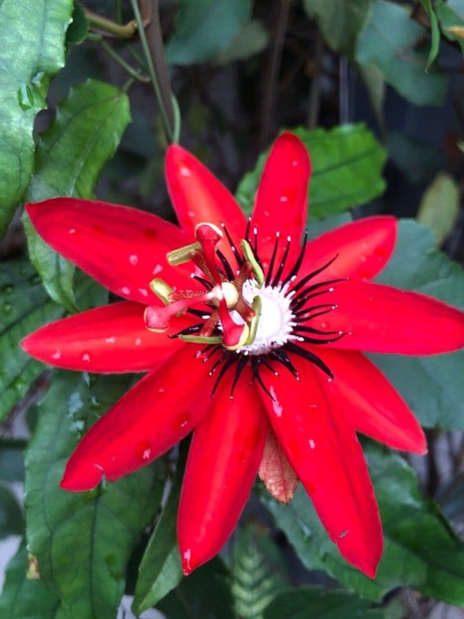Passiflora 6