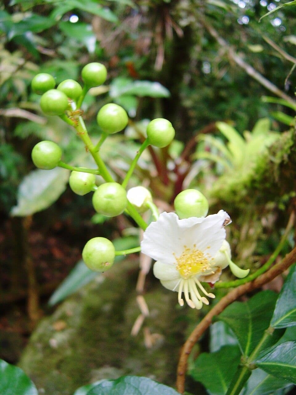 Swartzia 2