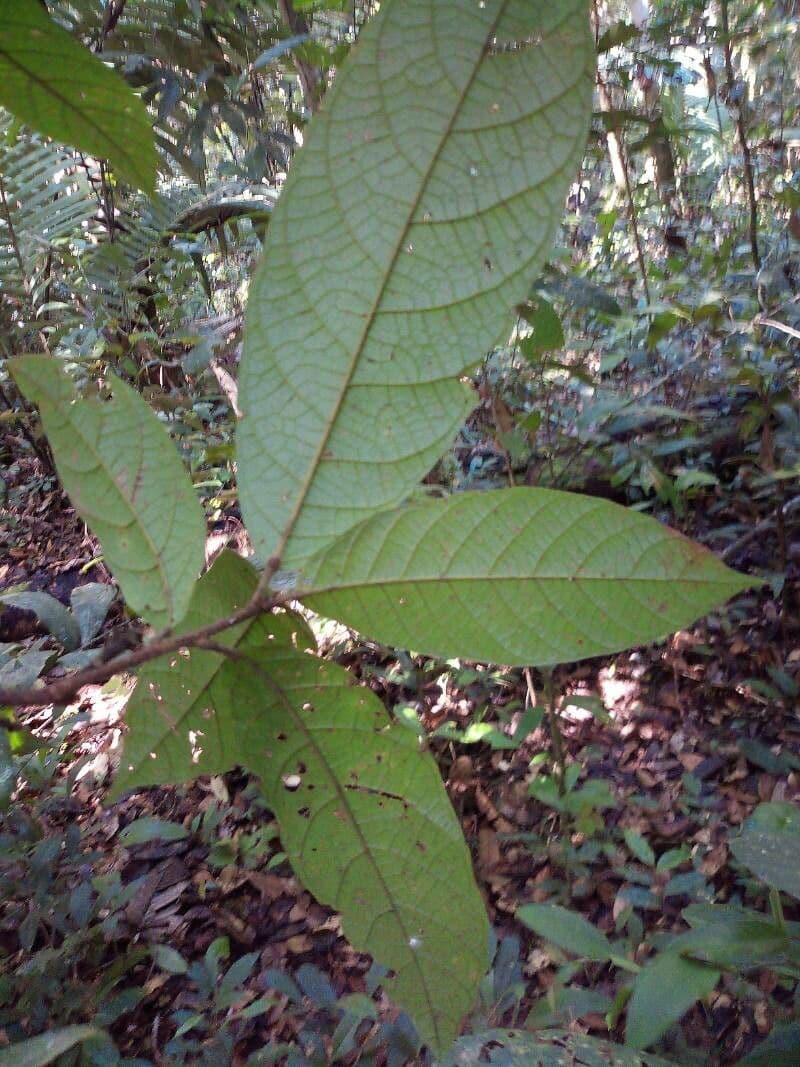 Sloanea 4