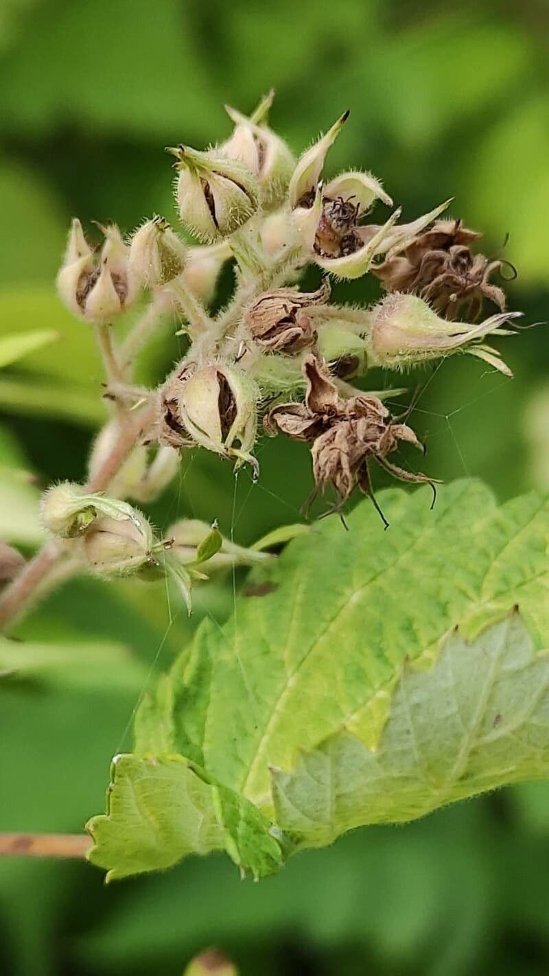 Weiße Schösslinge-Brombeere