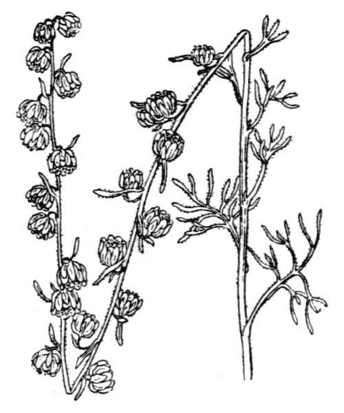Weiße Artemisia 37