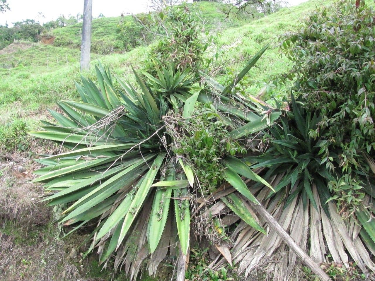 Agave 7