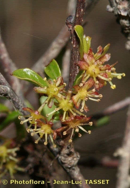Flueggea tinctoria 10
