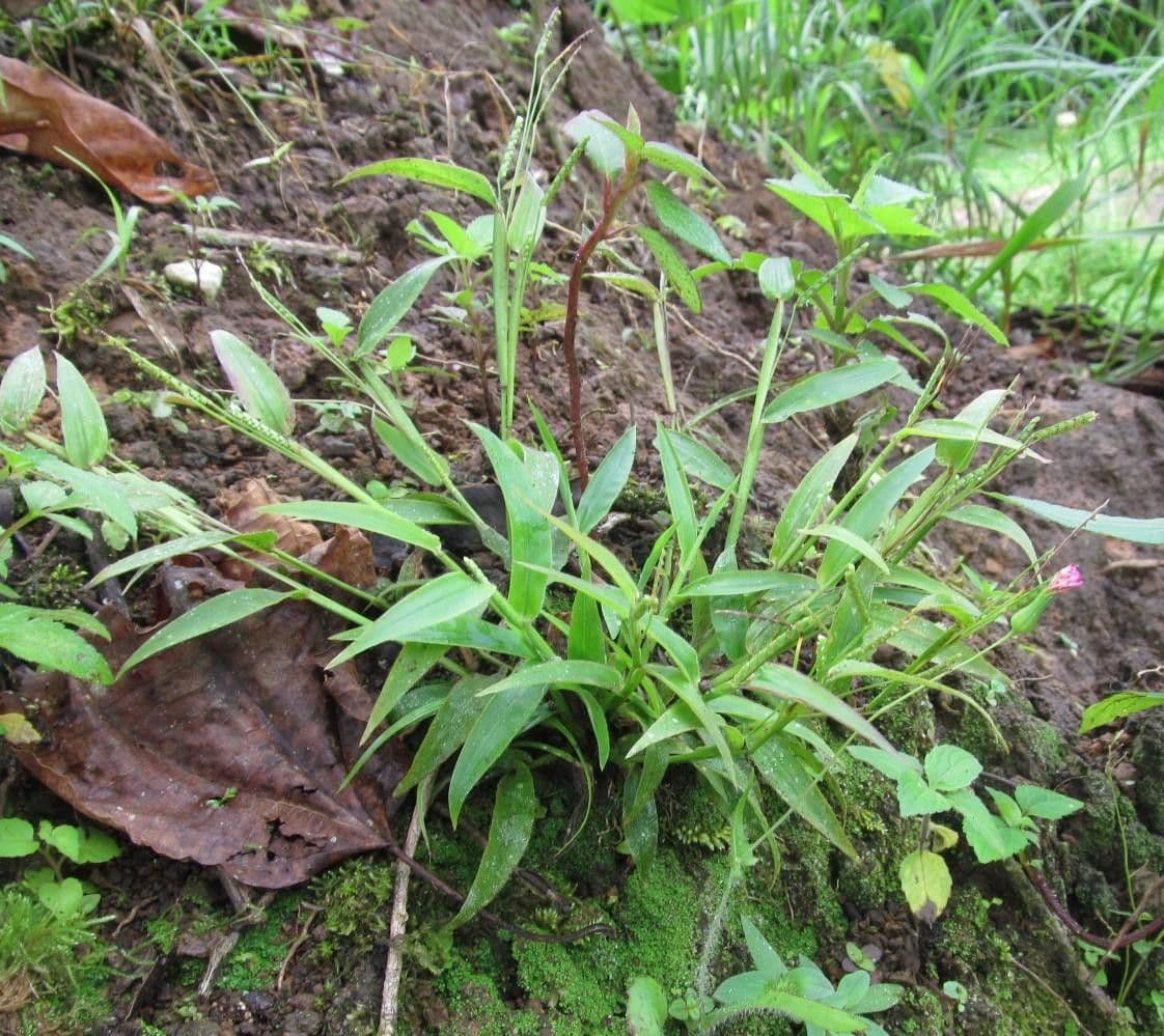Decumbent crowngrass