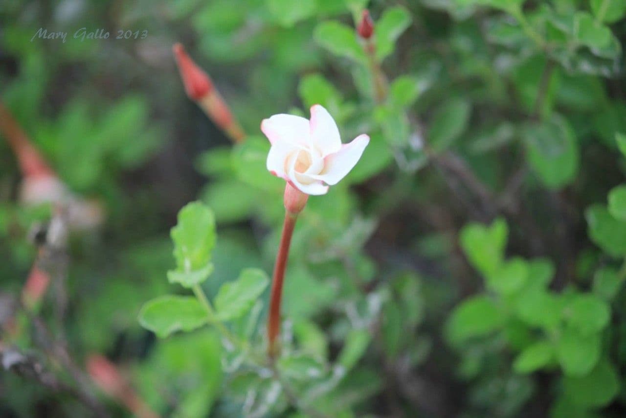 Mandevilla 3