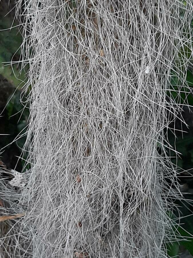 Opuntia leucotricha 25