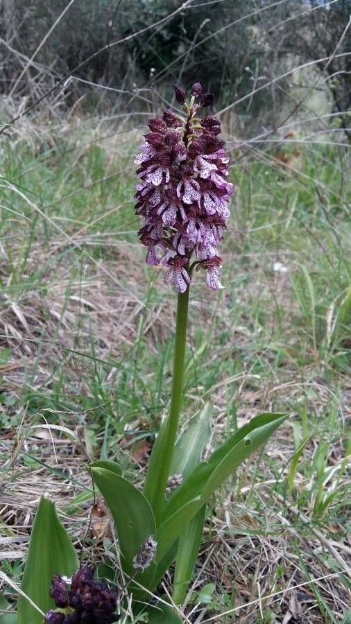 Orchide maggiore 11