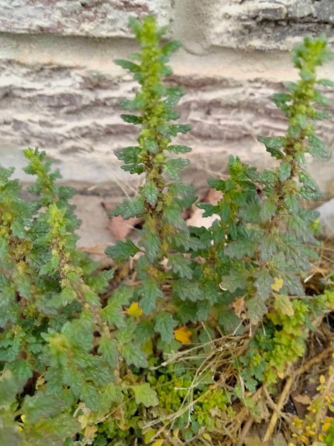 Chenopodio nano 20