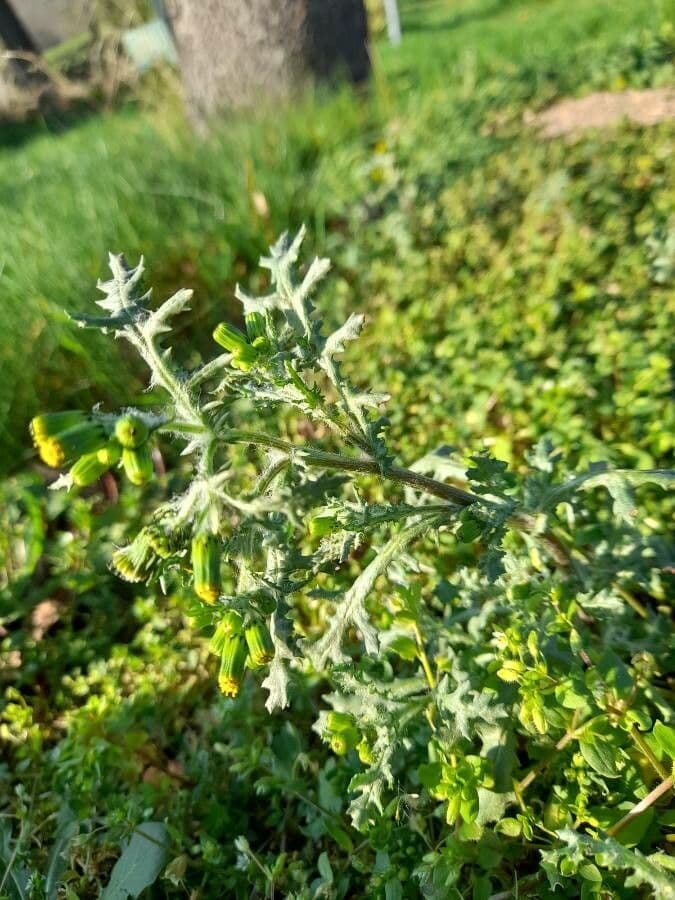 Senecio dei boschi 19