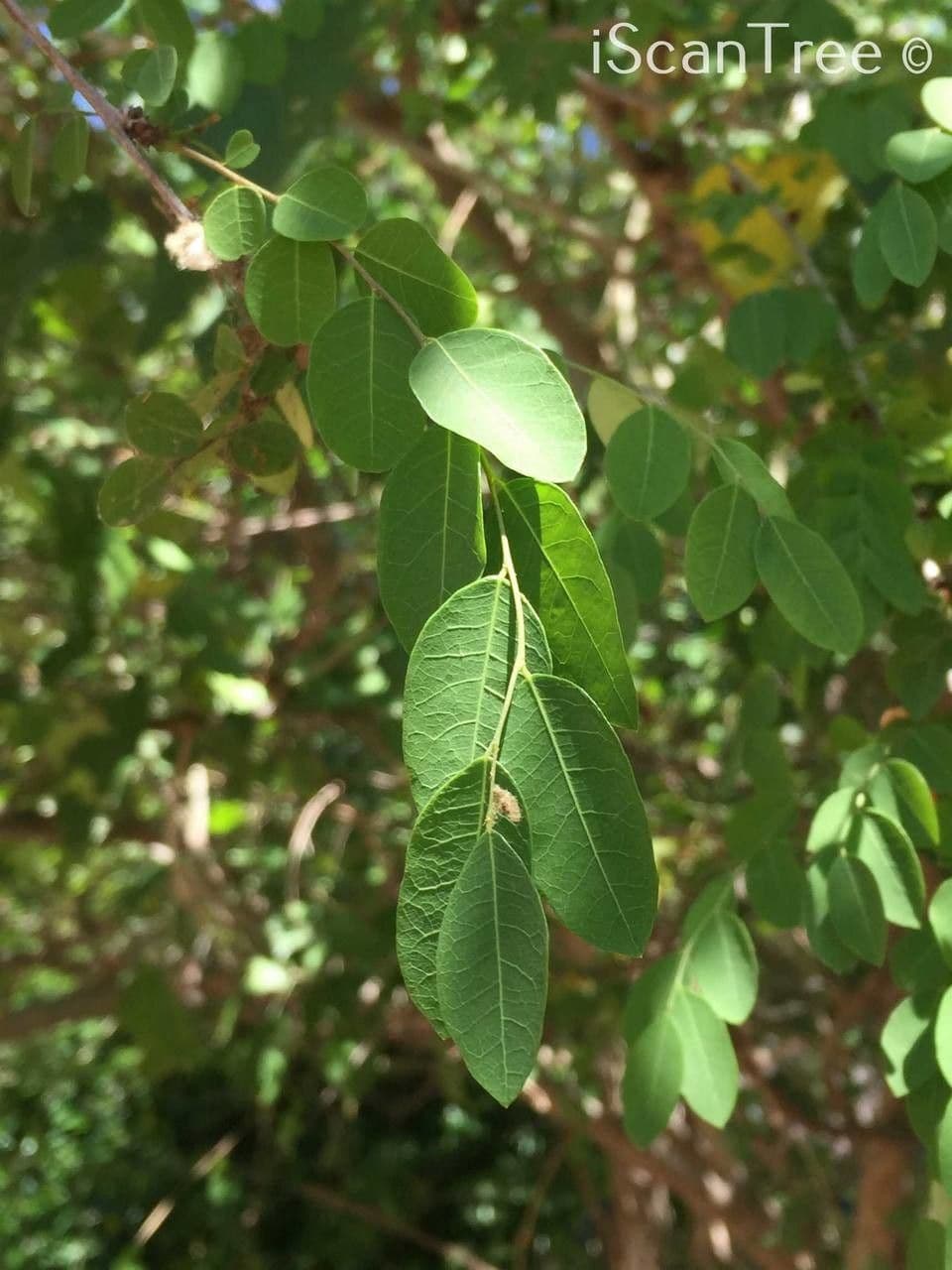 Flueggea 17