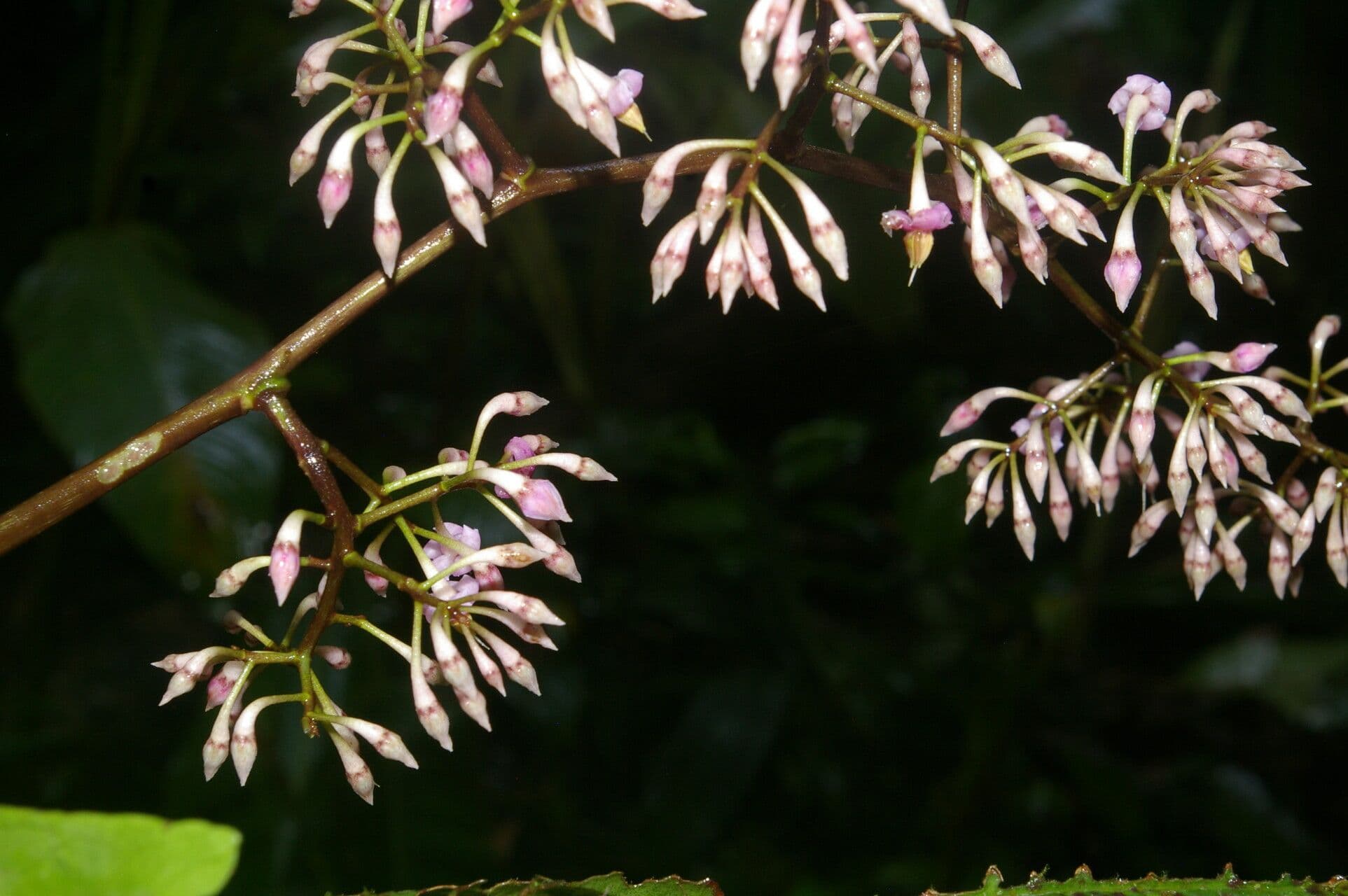 Ardisia 10