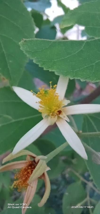 Grewia 3