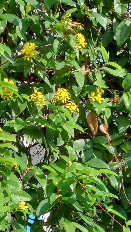 Australische Goldranke 3