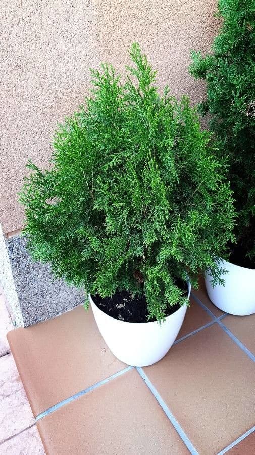 Northern white-cedar 10