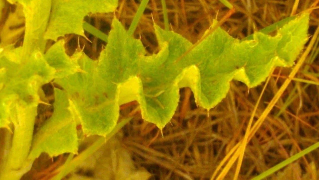 Cardo ondulato 18