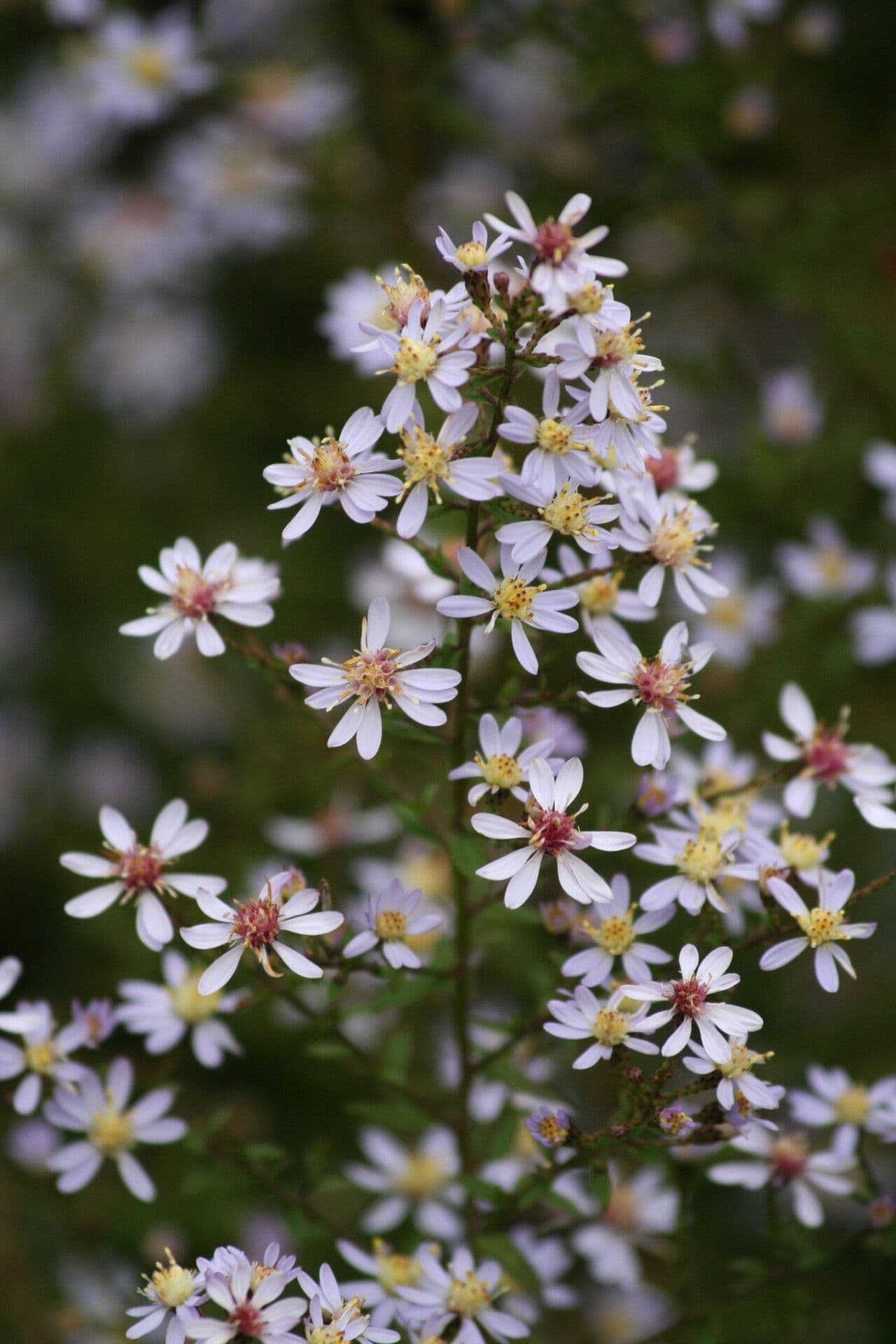 Aster de Short