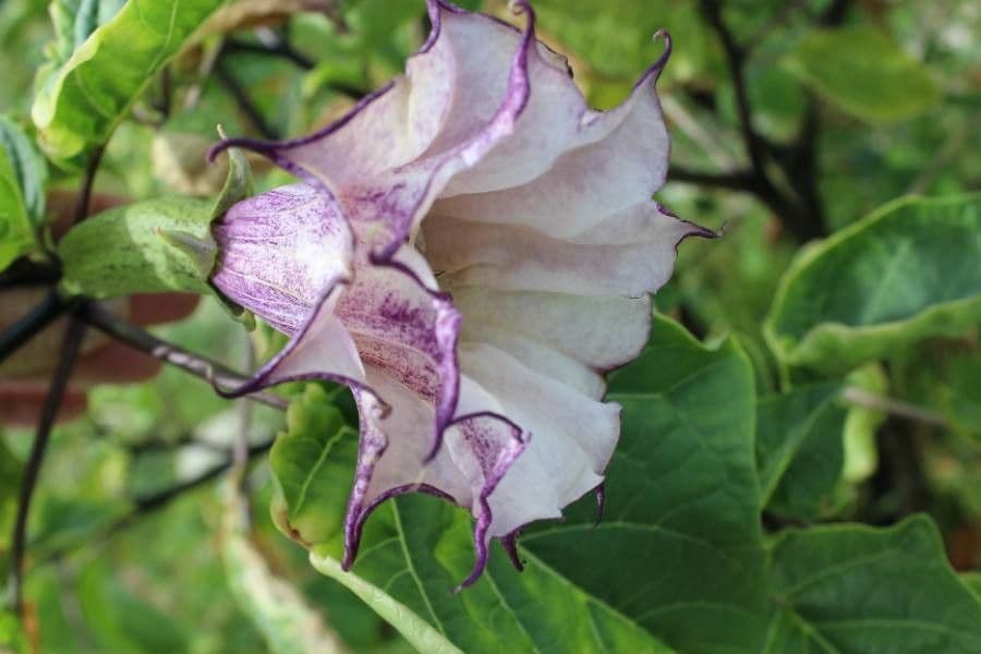Datura metel 10