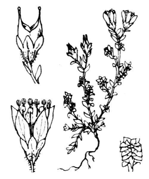 Sassifraga retusa 12