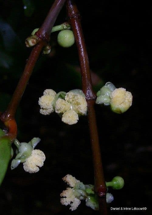 Garcinia 7