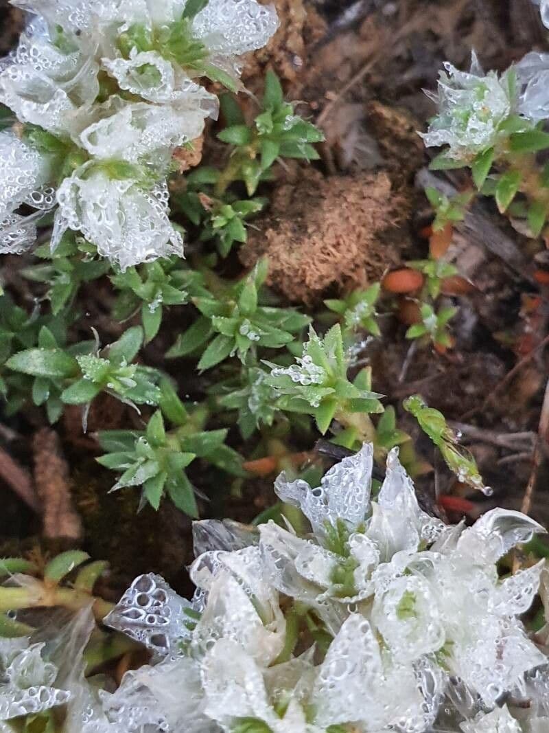 Paronychia capitata 14