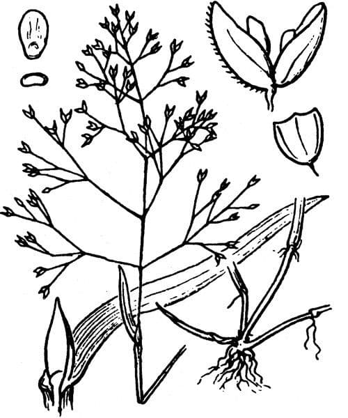 Antinoria 25