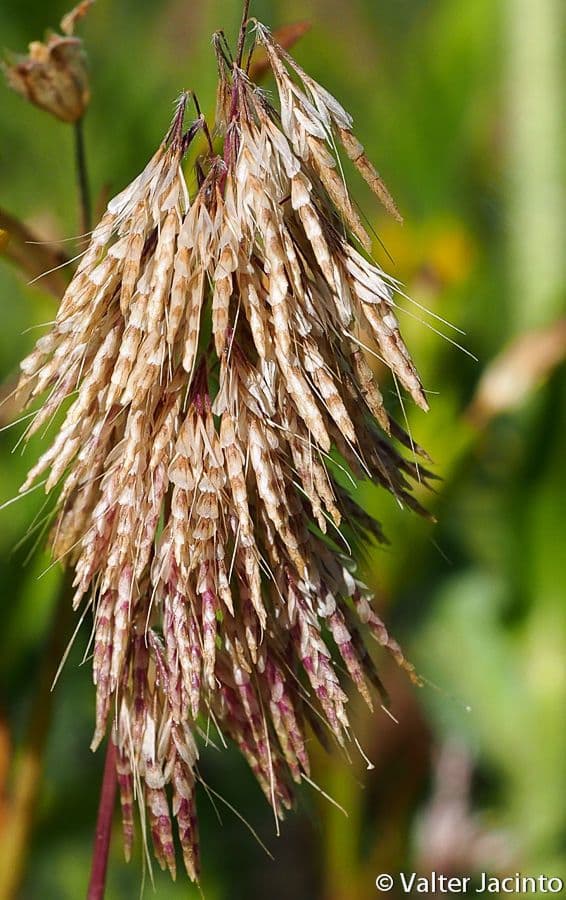 Lamarckia dorata 3