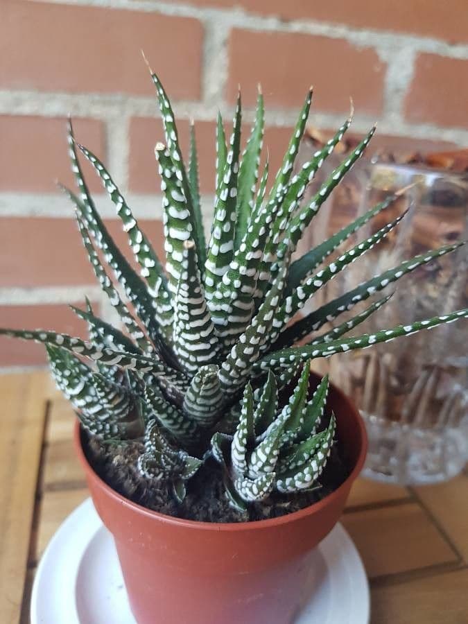 Pianta zebra 18