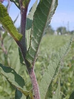 Vernonia 9