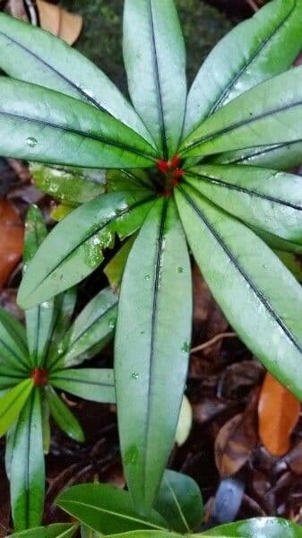 Erythroxylum 13