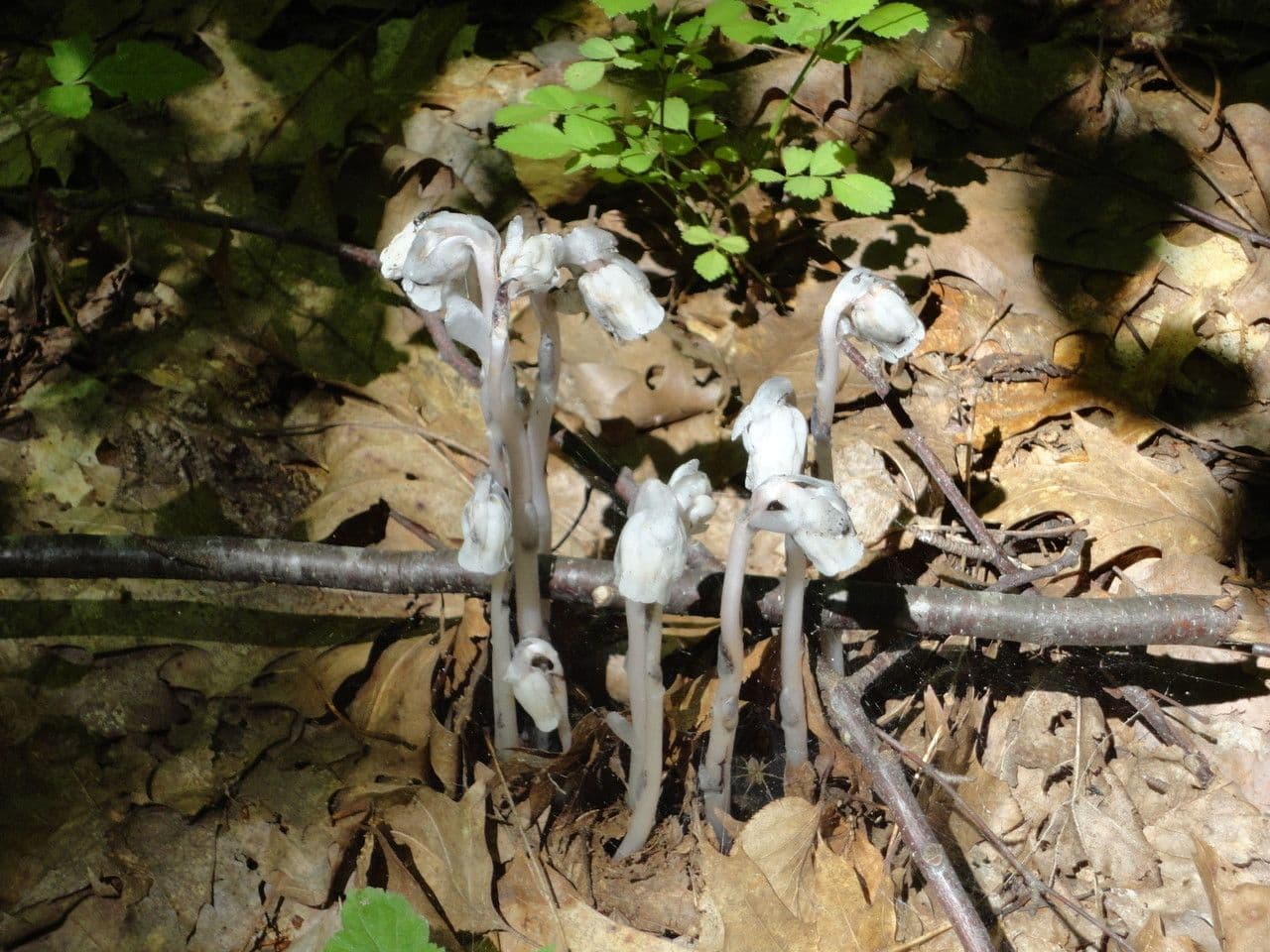 Ipopitide uniflora 22