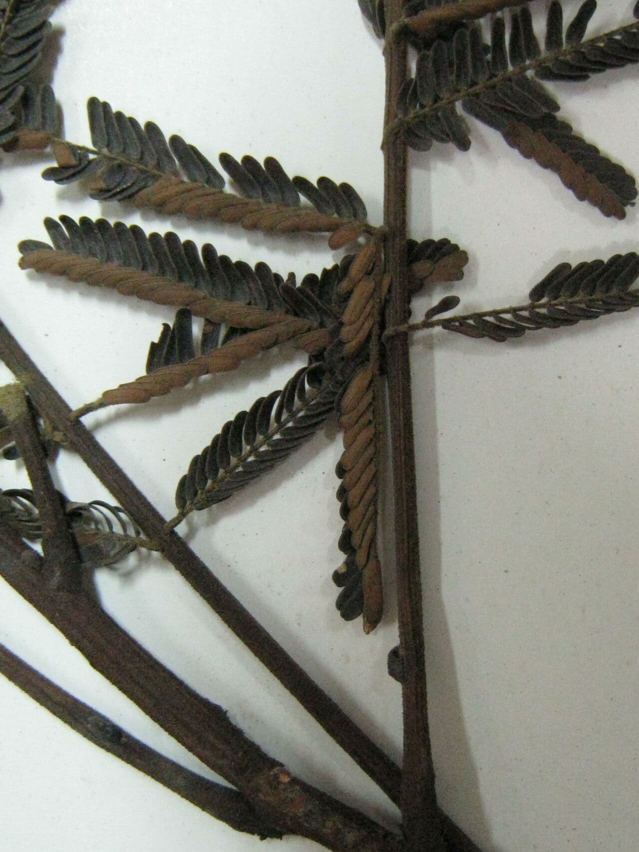 Stryphnodendron 2