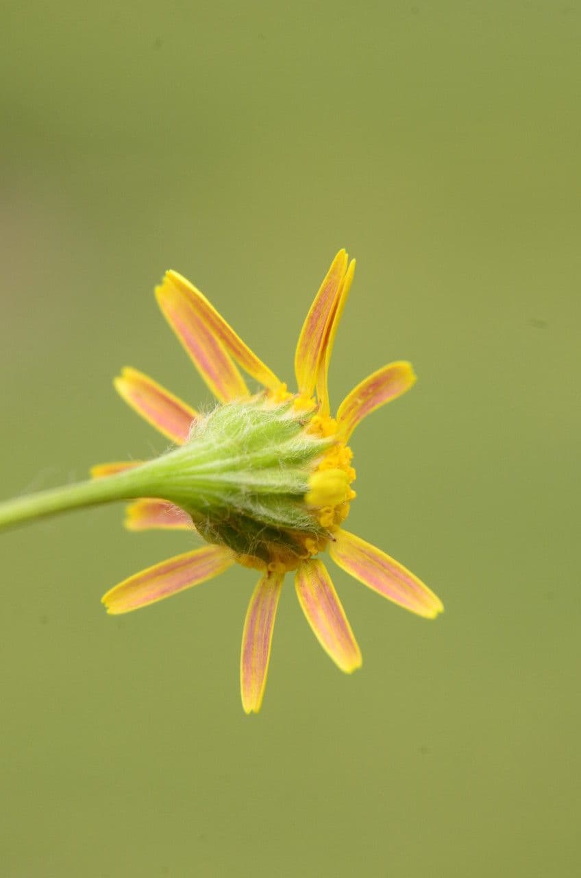 Senecio livido 4