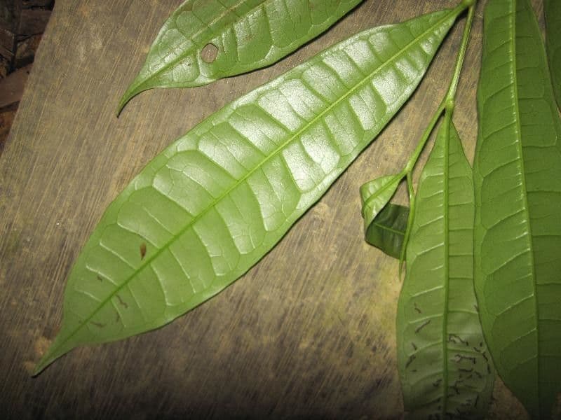 Vantanea 3