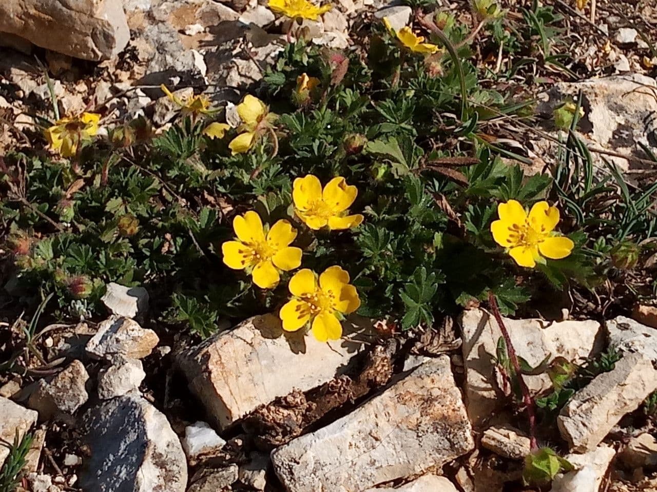 Cincoenrama de primavera 12