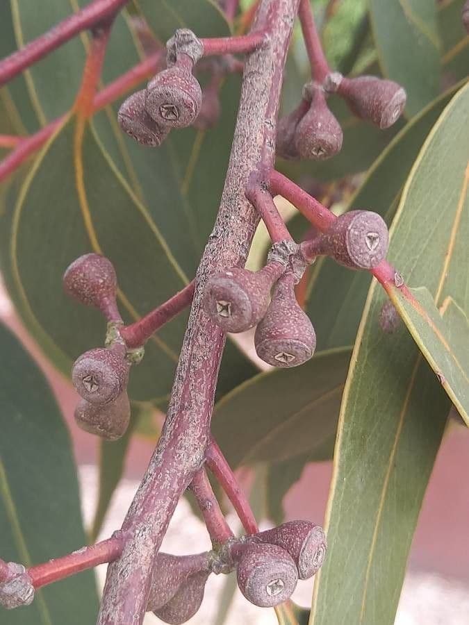 Gezeichneter Eukalyptus